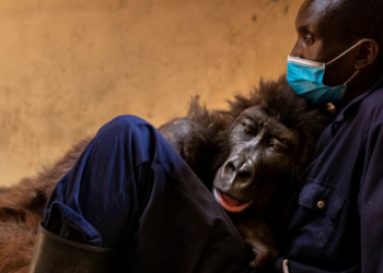 Virunga National Park, Congo, Gorilla, Mountain, Ndakasi, Died