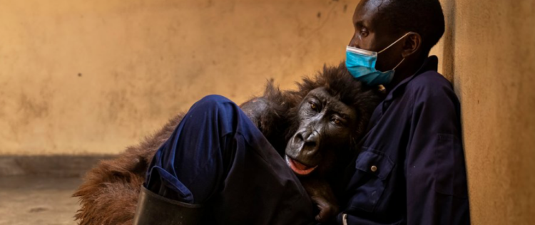 Virunga National Park, Congo, Gorilla, Mountain, Ndakasi, Died