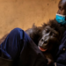 Virunga National Park, Congo, Gorilla, Mountain, Ndakasi, Died