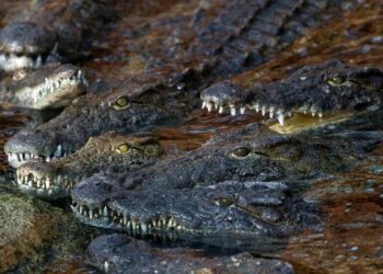 poacher, jumps, crocodile, infested, lake, escape, arrest