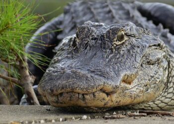 11-foot alligator Myrtle Beach pond man South Carolina
