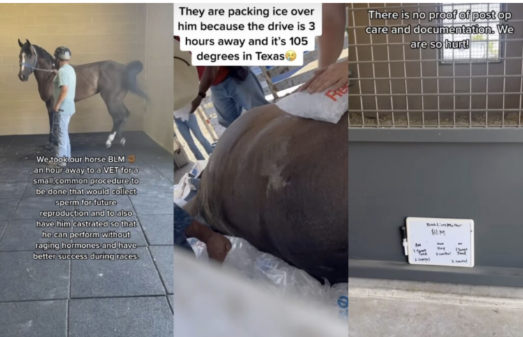 horse, Weems and Stephens, Hatley, Kee'Undra, Black Lives Matter,vet,Texas