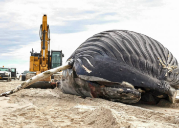 Lido, Nassau, humpback, dead, washed, whale, New York, New Jersey