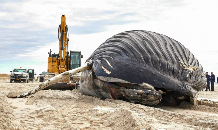 Lido, Nassau, humpback, dead, washed, whale, New York, New Jersey