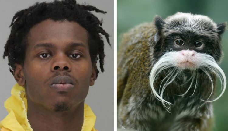 leopard, Nova, monkeys, Bella and Finn, Dallas, exhibit, zoo, animals, Davion Irvin