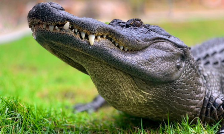 Jordan, Rivera, alligator, Florida, arm, incident, wildlife, attack