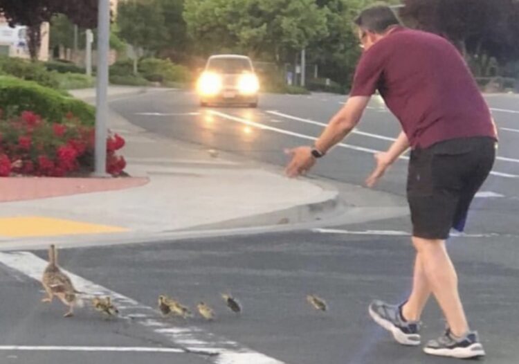 Rocklin Police Department, Angel Chow, California, intersection, teenage driver, girl, family, driver, vehicle, car, ducklings, ducks, Casey Rivara
