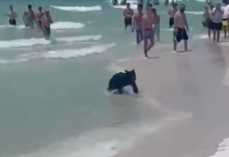 Black bear gulf coast Destin people Florida